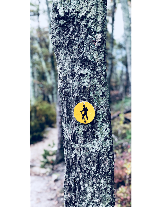 Closeup of a tree with a hiking path marker.